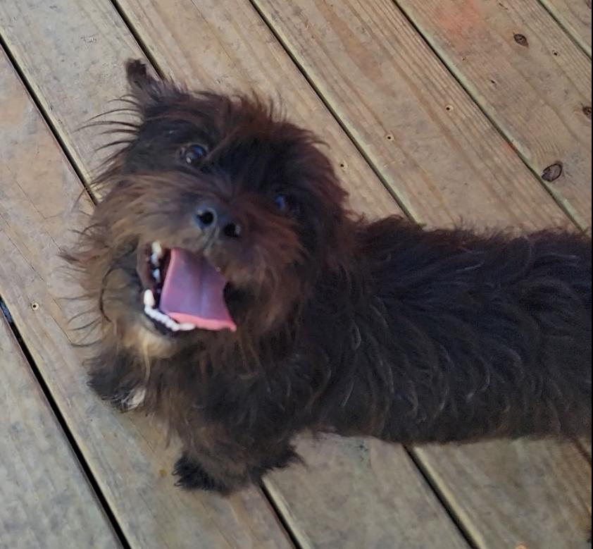 Enlarge Benji, a Adoptable Schnauzer in Mount Sterling, KY image 6/6
