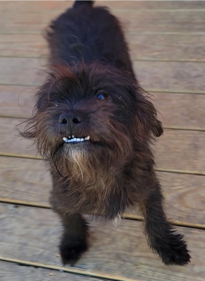 Enlarge Benji, a Adoptable Schnauzer in Mount Sterling, KY image 3/6