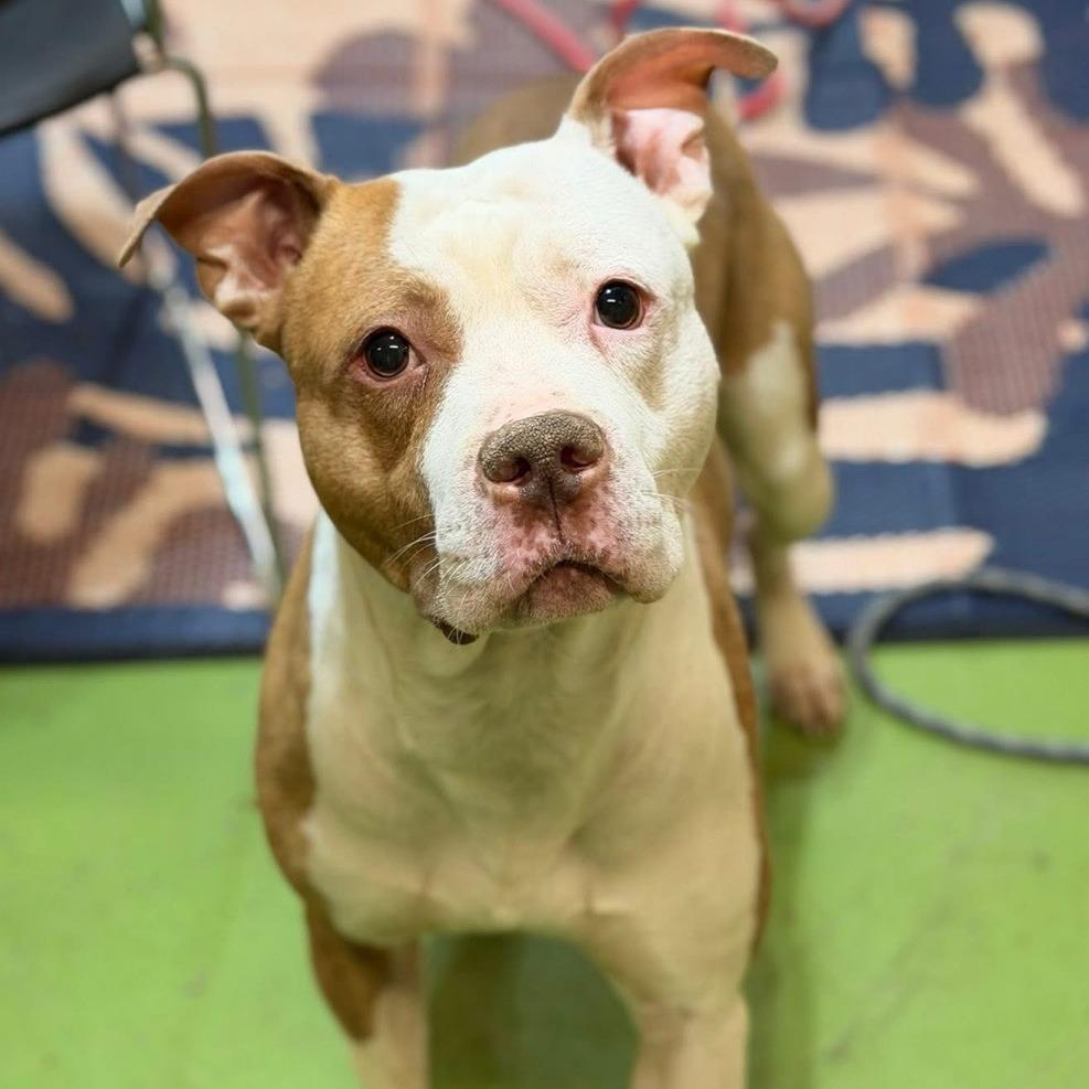 Enlarge Norris, a ADOPTABLE Pit Bull Terrier in Lawrenceburg, KY image 1/1