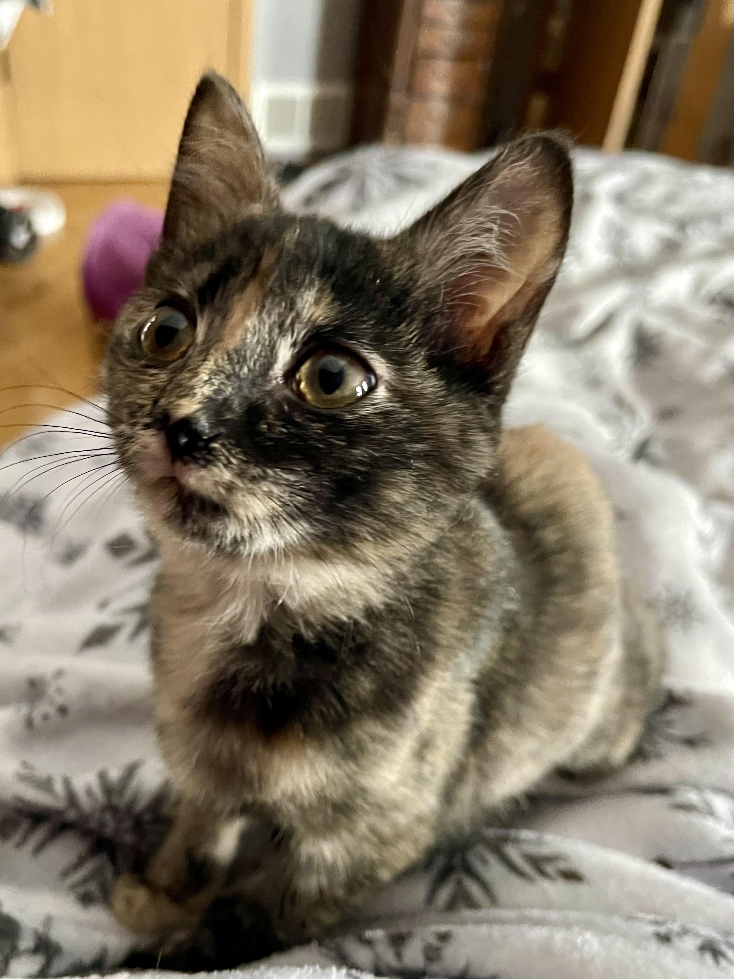 Davinity thumbnail 2