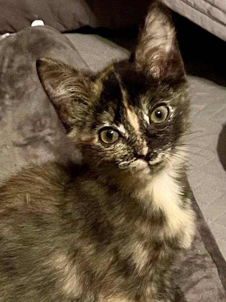 Davinity thumbnail 3