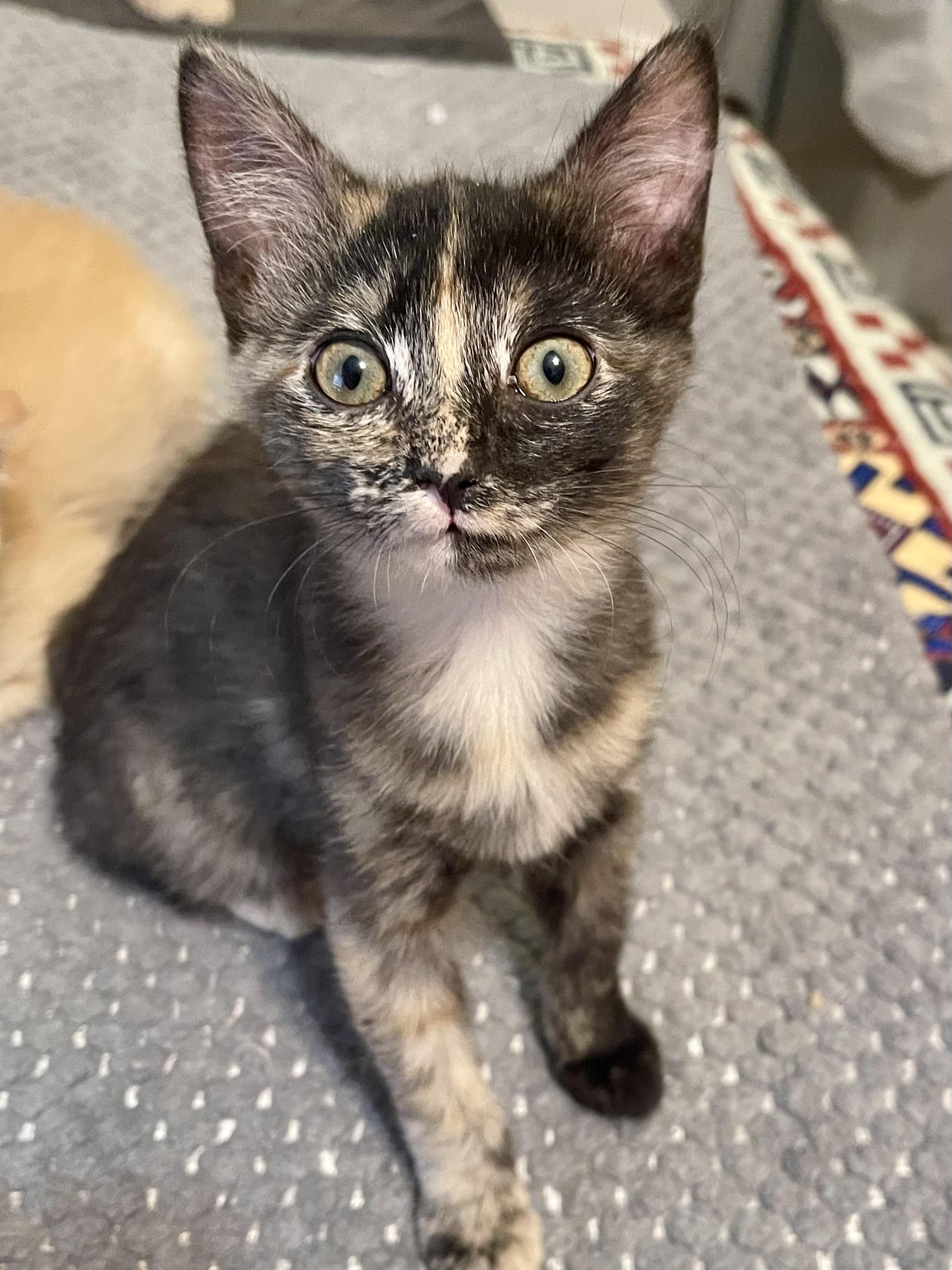 Davinity thumbnail 4