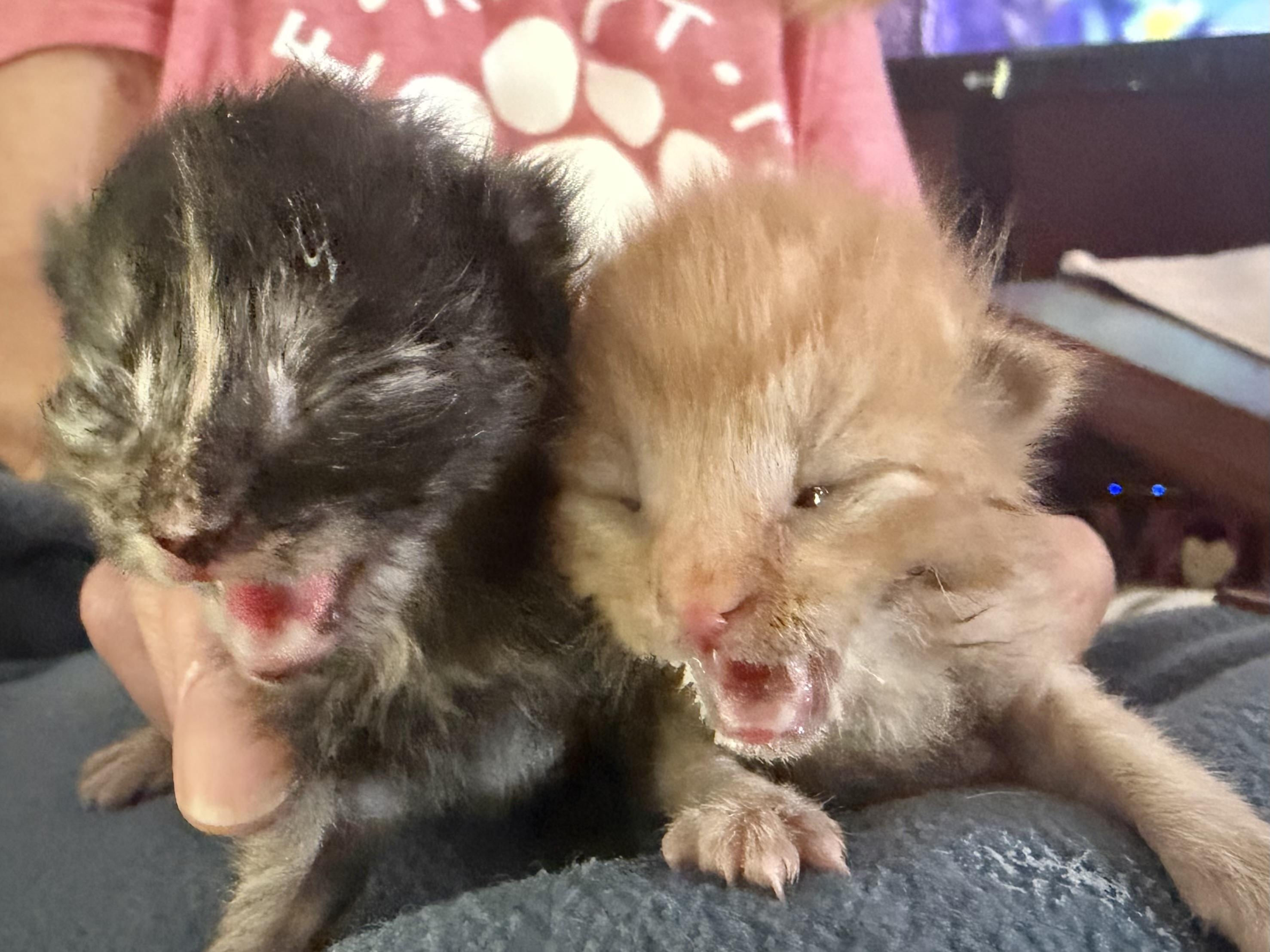 Davinity thumbnail 5