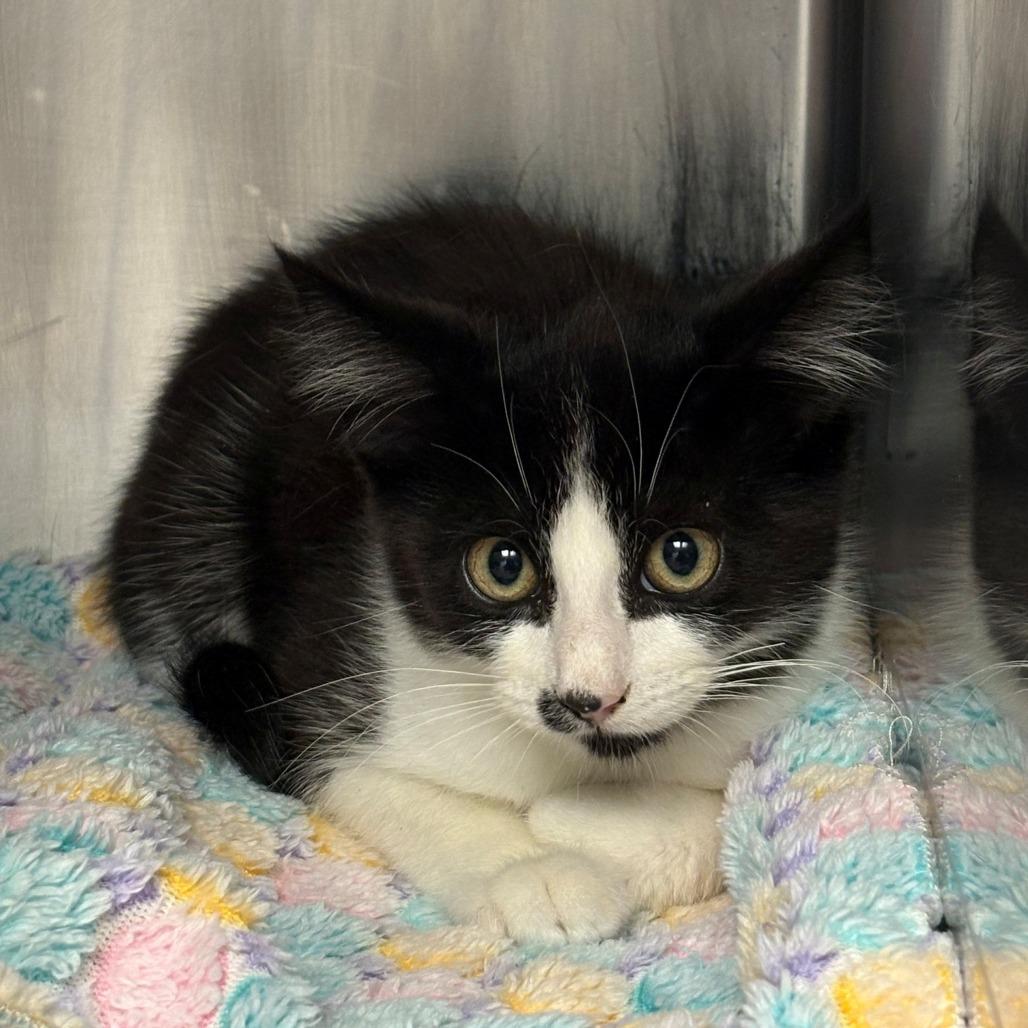 Kip, a Adoptable Domestic Short Hair in Chehalis, WA image 2/2