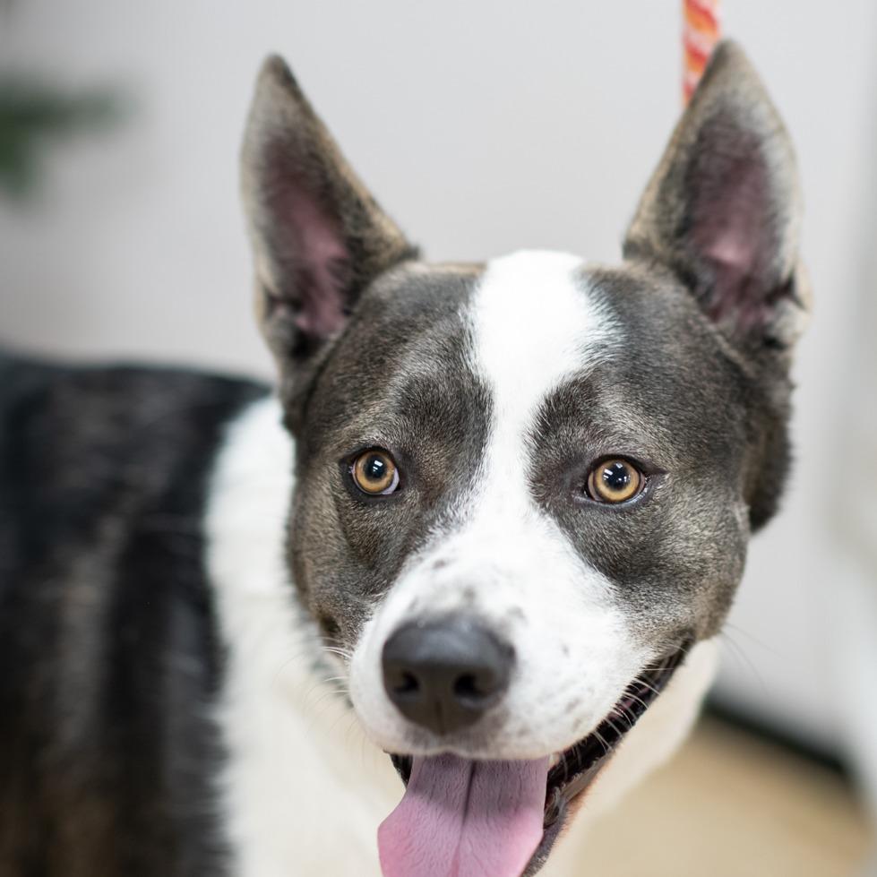 BORIS-29504, Adoptable, Adult Male Border Collie.