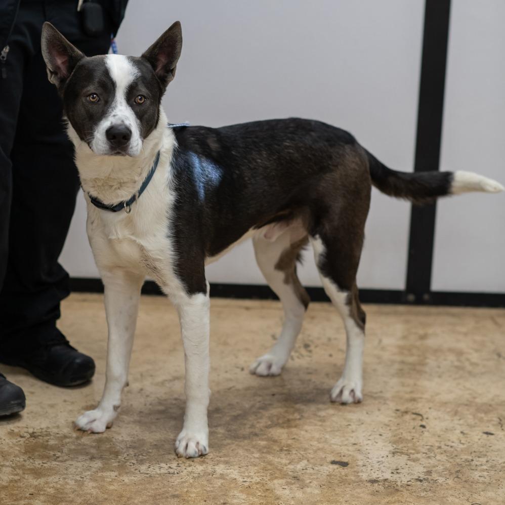 Enlarge BORIS-29504, a Adoptable mixed breed in Port Richey, FL image 3/4