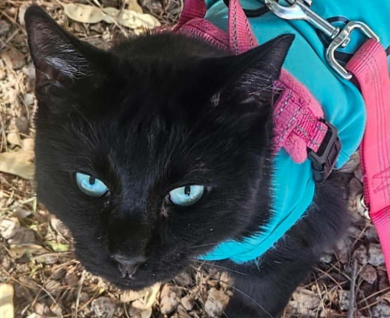 Puma, Adoptable, Adult Male Domestic Short Hair.