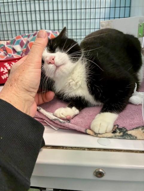 Apache, Adoptable, Young Female Domestic Short Hair.