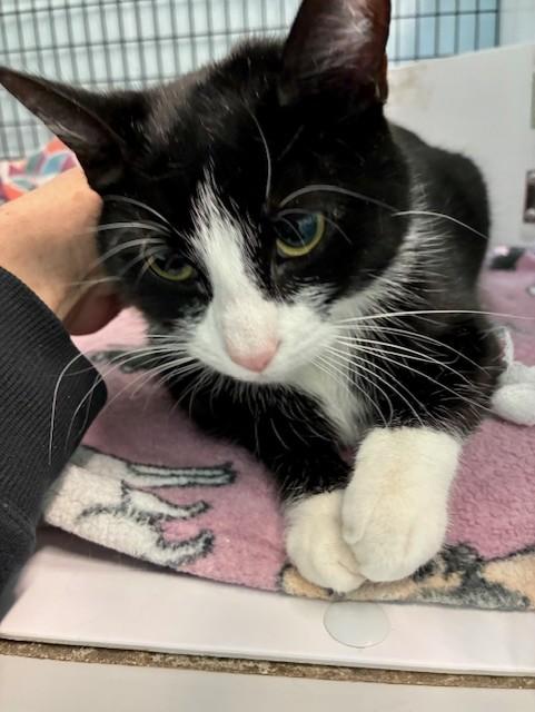 Enlarge Apache, a Adoptable Domestic Short Hair in Southwick, MA image 2/4