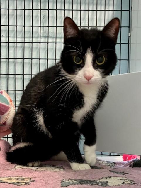 Enlarge Apache, a Adoptable Domestic Short Hair in Southwick, MA image 3/4