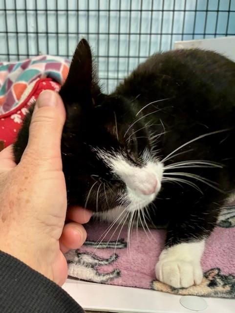 Enlarge Apache, a Adoptable Domestic Short Hair in Southwick, MA image 4/4