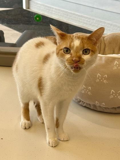 Enlarge Rocco, a Adopted Domestic Short Hair in Downers Grove, IL image 3/3