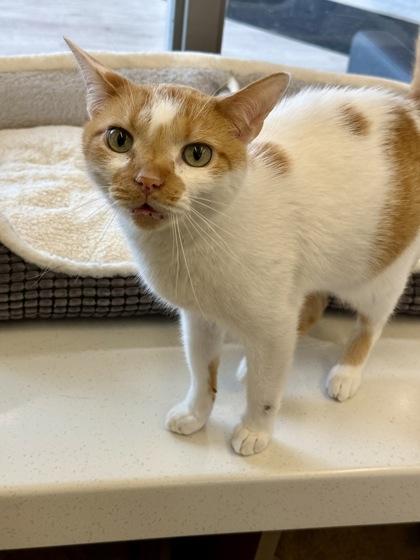 Enlarge Rocco, a Adopted Domestic Short Hair in Downers Grove, IL image 2/3