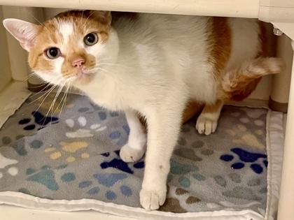 Rocco, Adopted, Adult Male Domestic Short Hair.