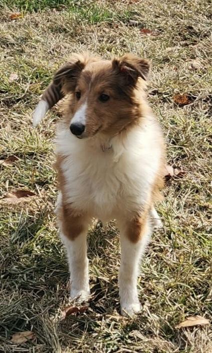 Pickles, a Adoptable Shetland Sheepdog / Sheltie in Zanesville, OH image 1/2