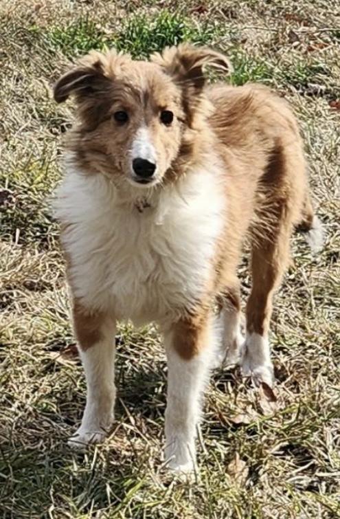 Pickles, a Adoptable Shetland Sheepdog / Sheltie in Zanesville, OH image 2/2