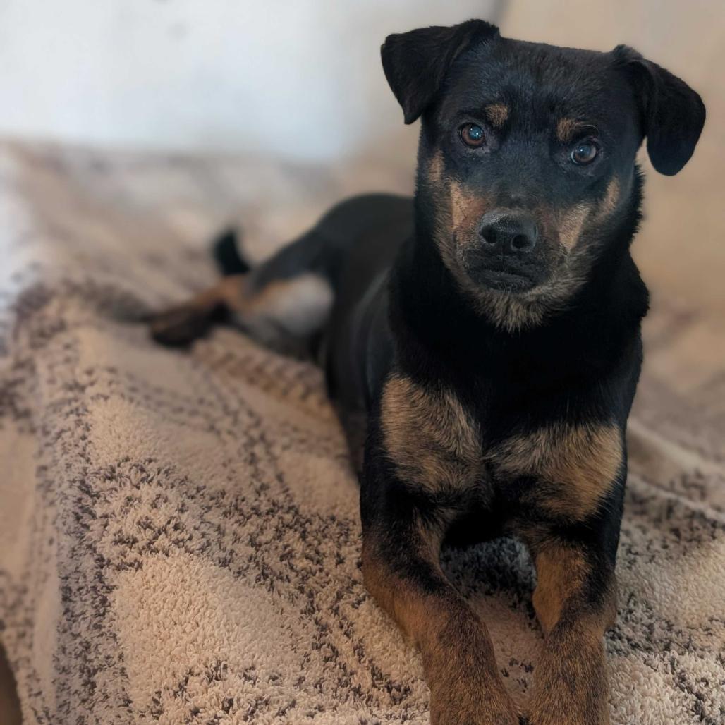 Enlarge Zia, a Adoptable Mixed Breed in Grand Junction, CO image 1/2