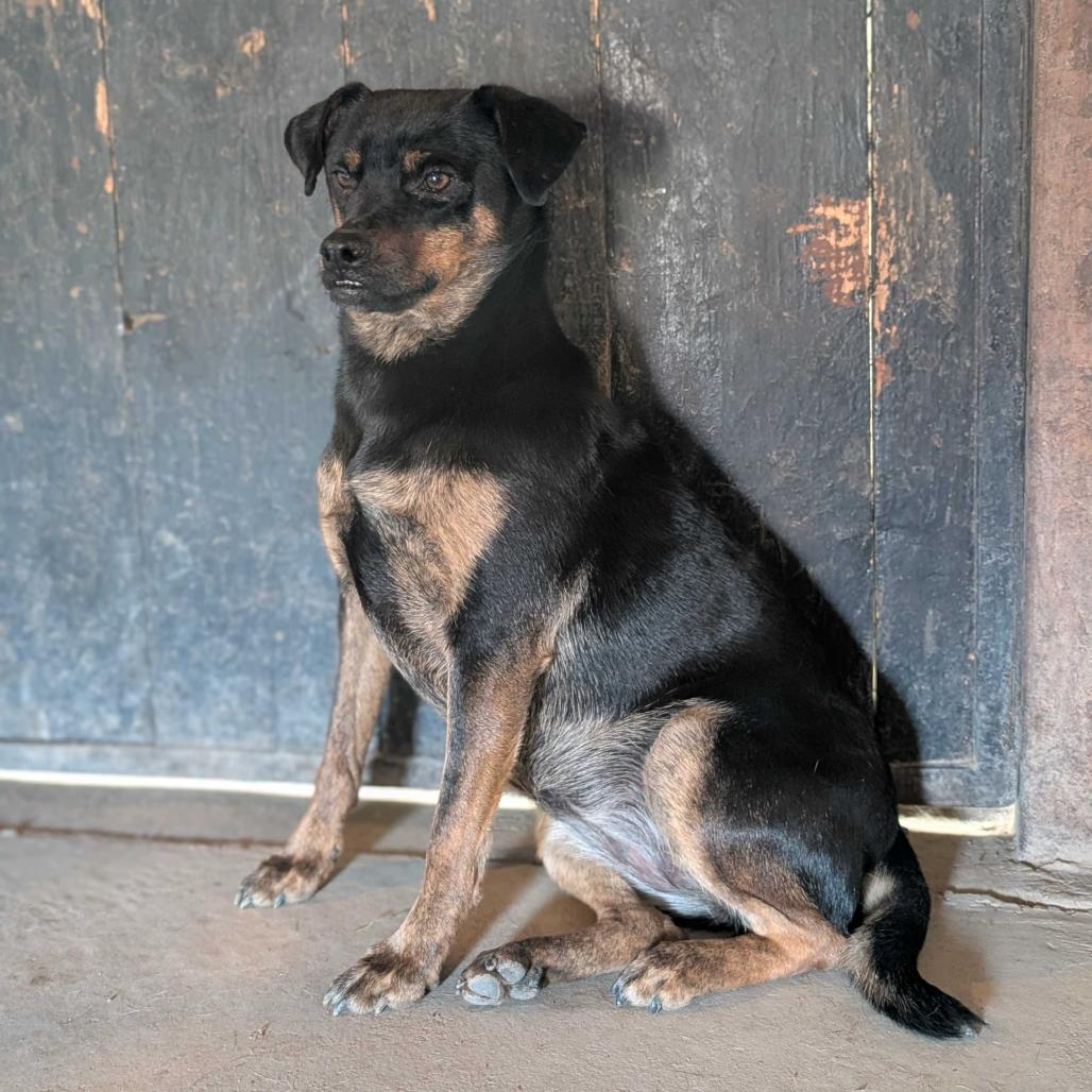 Enlarge Zia, a Adoptable Mixed Breed in Grand Junction, CO image 2/2