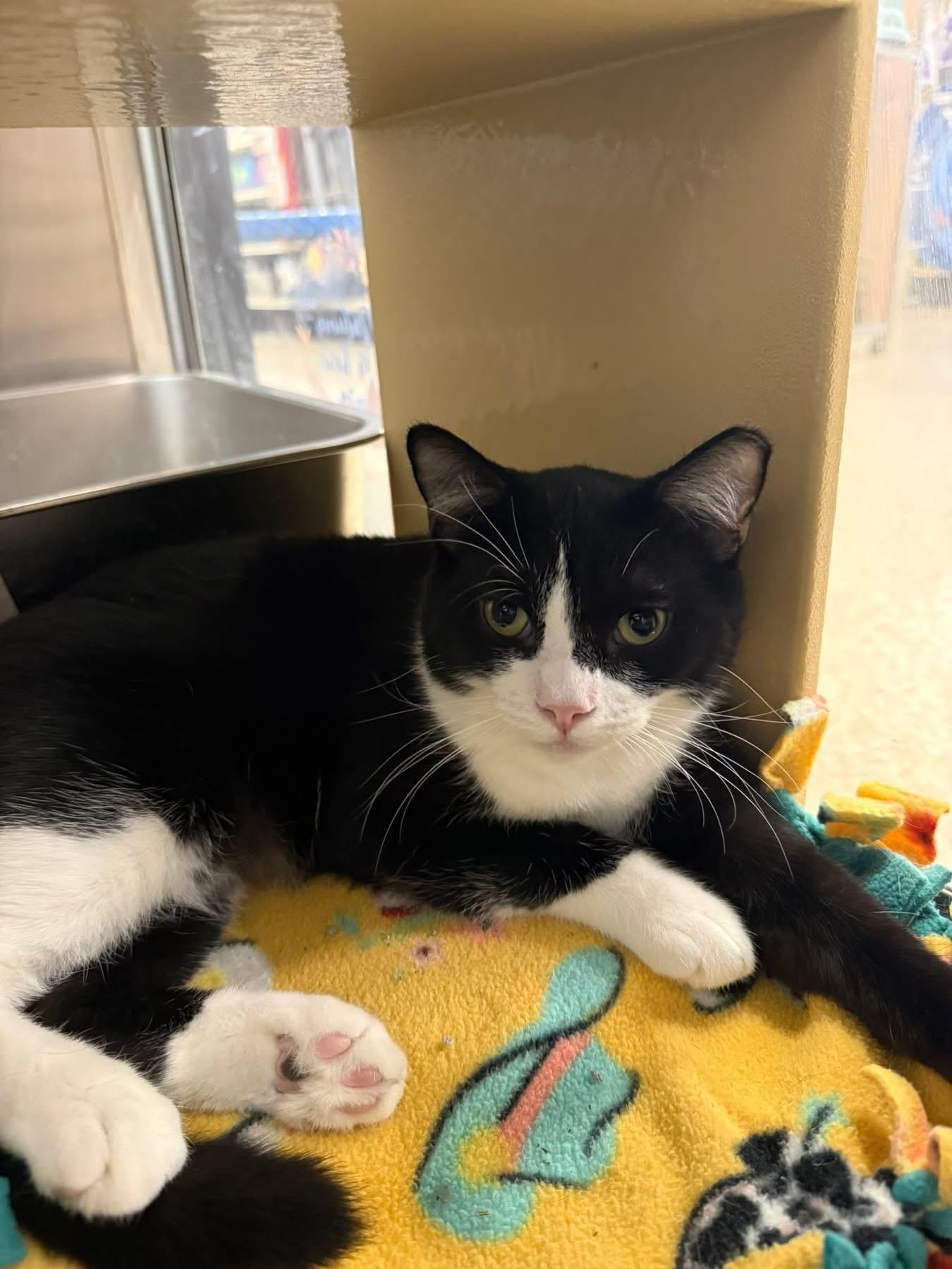 Elvis, a Adoptable Domestic Short Hair in Chandler, AZ image 1/4