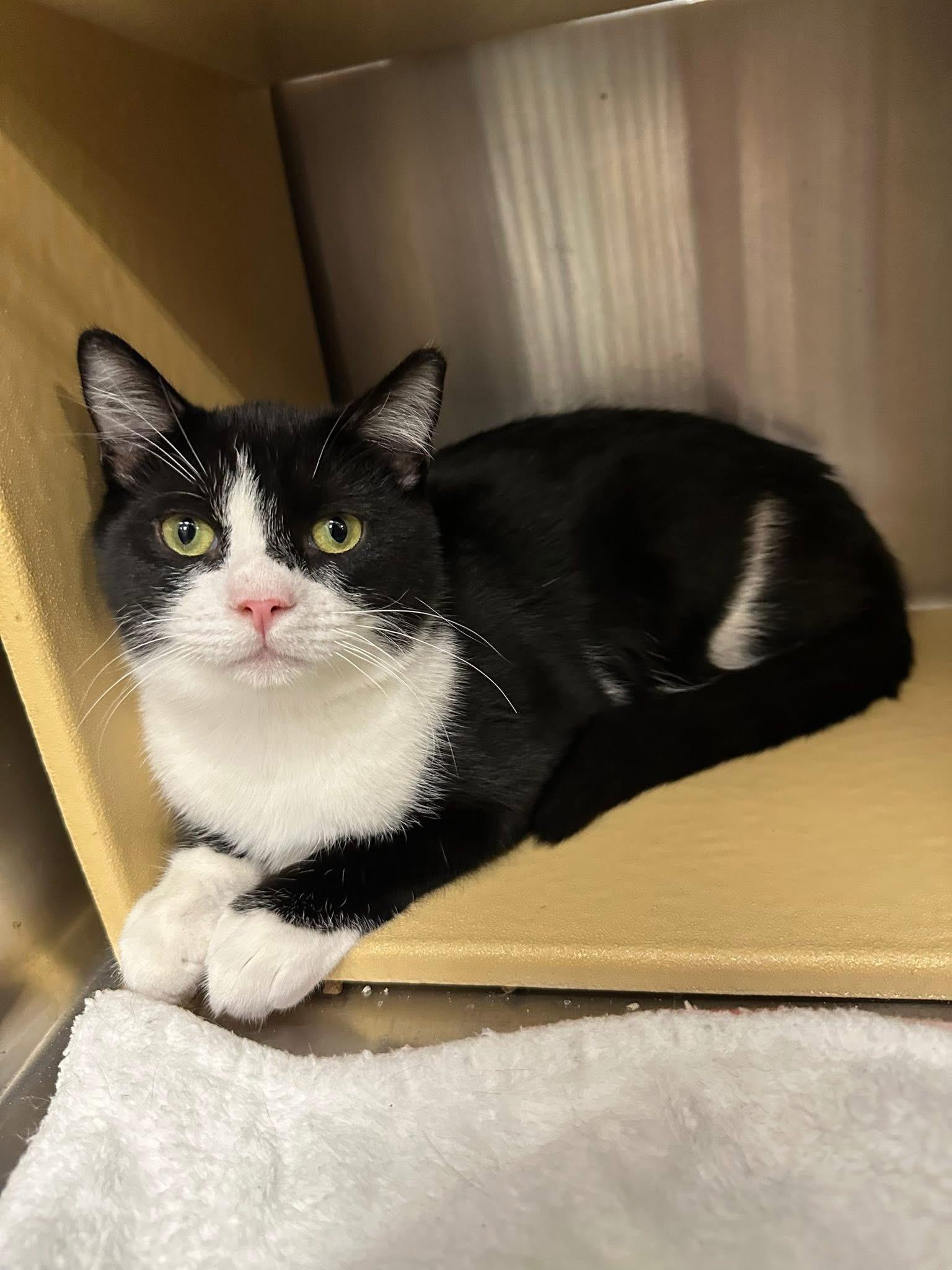 Elvis, a Adoptable Domestic Short Hair in Chandler, AZ image 2/4