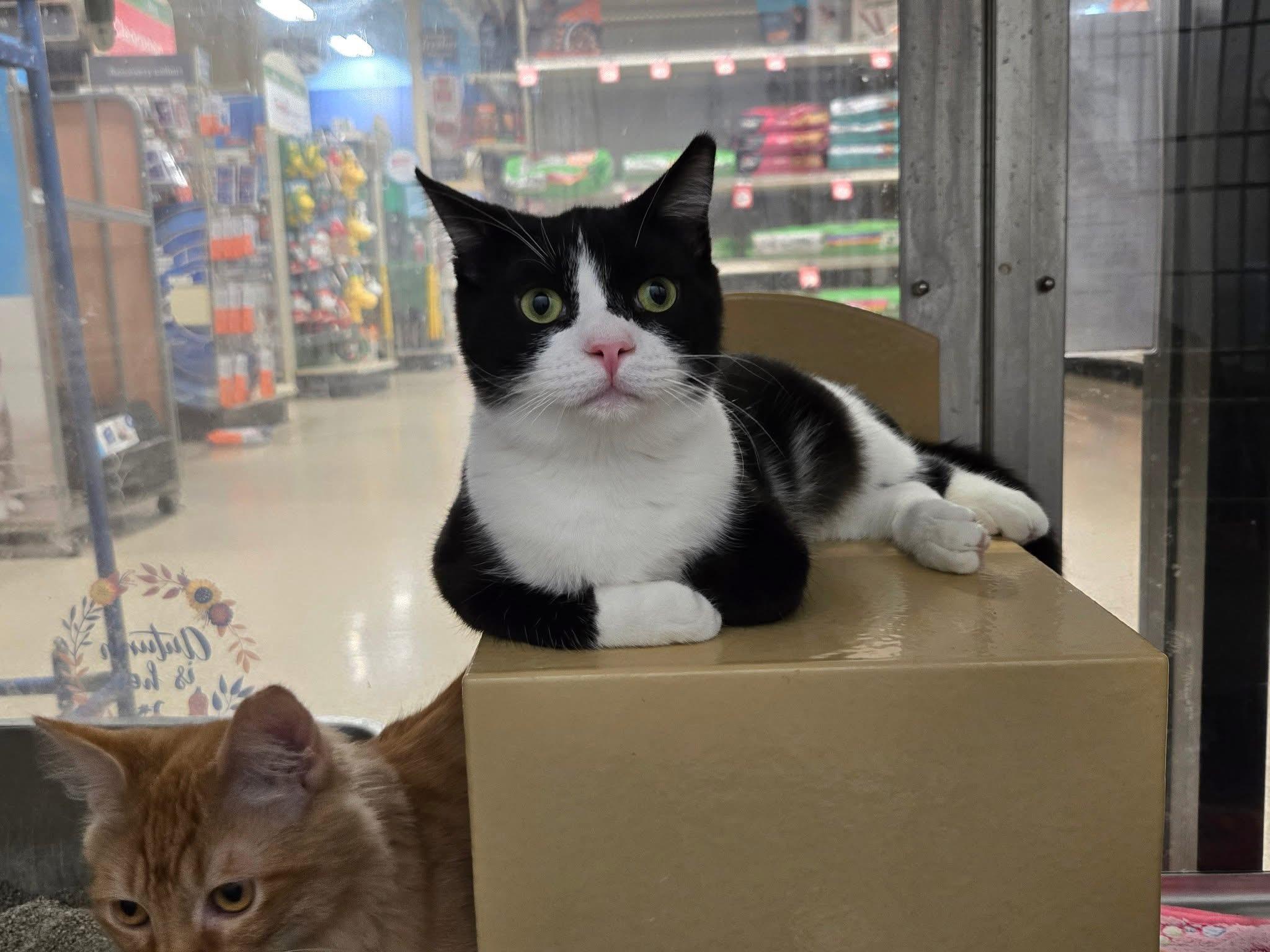 Elvis, a Adoptable Domestic Short Hair in Chandler, AZ image 4/4