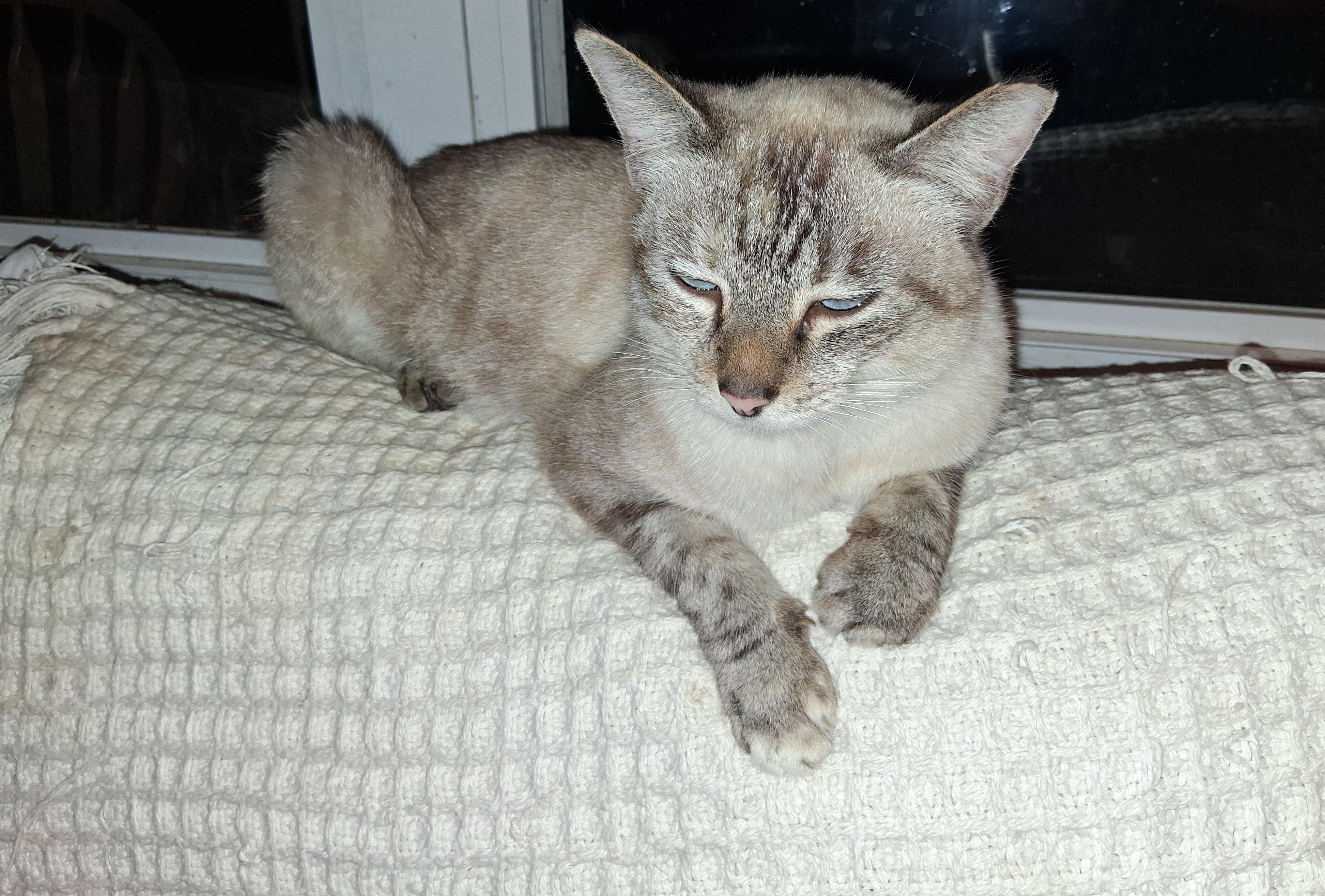 Enlarge Trouble, an adopted mixed breed in Fordland, MO image 1/1