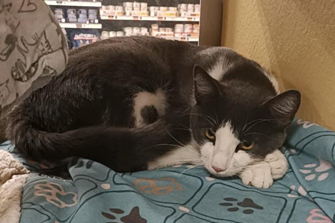 Bernie Kroger, Adoptable, Adult Male Domestic Short Hair.
