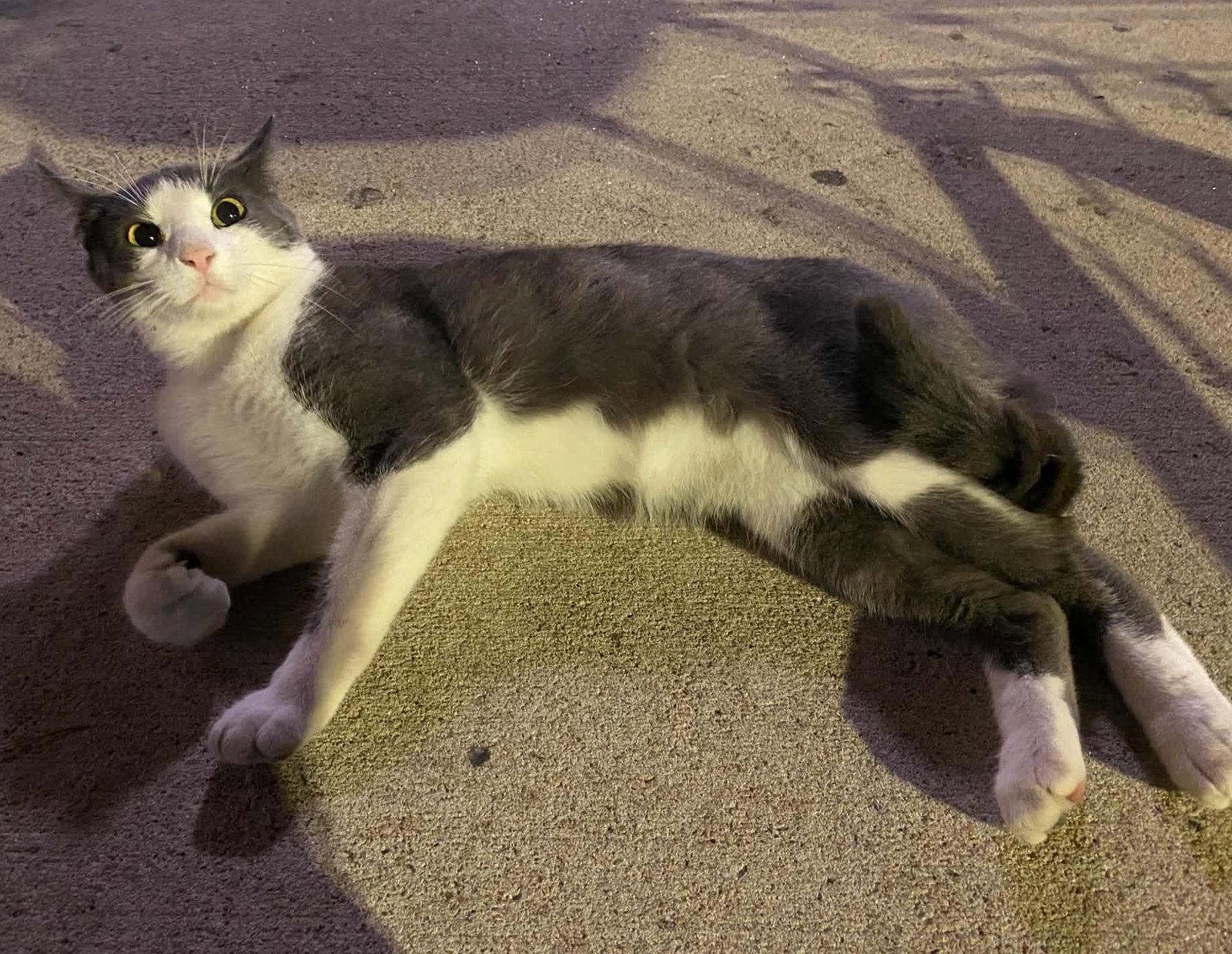 Enlarge Bernie Kroger, a Adoptable Domestic Short Hair in Oxford, MS image 2/3
