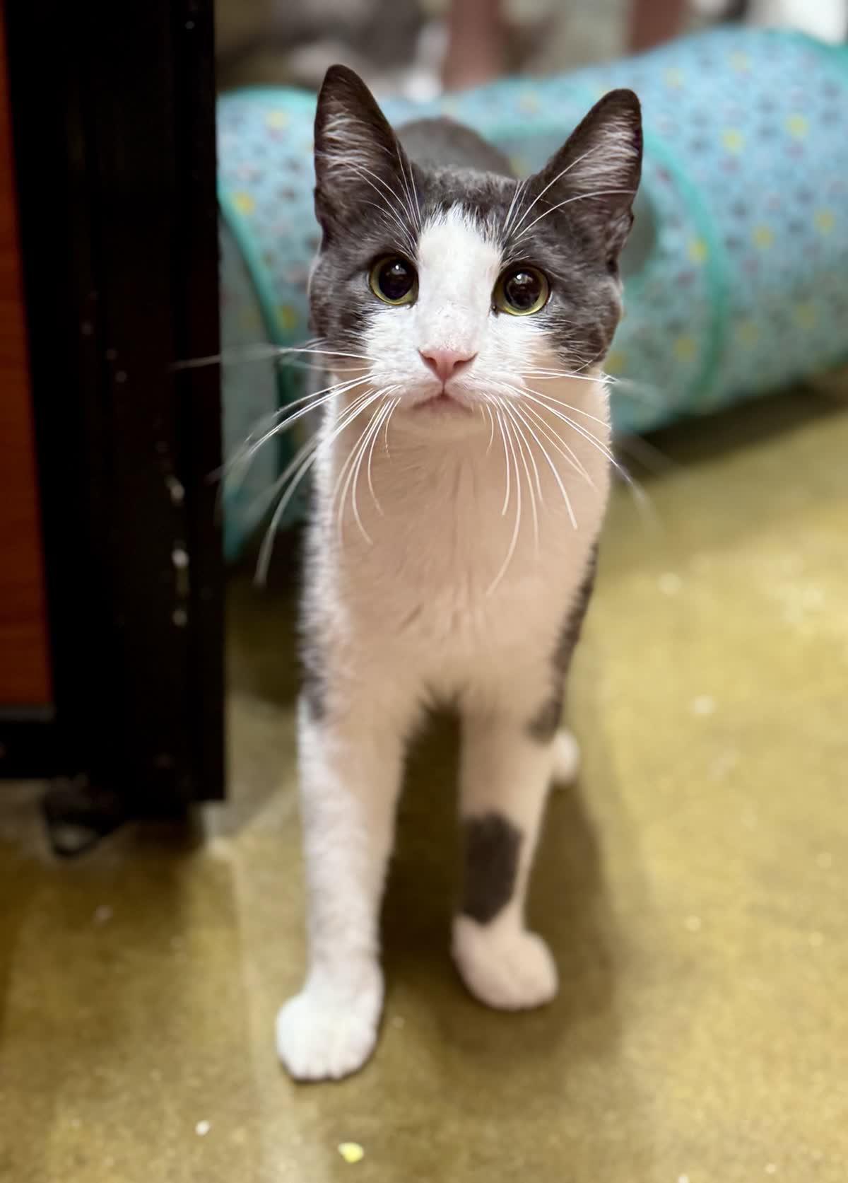 Enlarge Bernie Kroger, a Adoptable Domestic Short Hair in Oxford, MS image 3/3