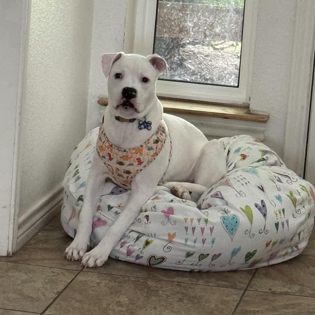 Mozzarella, a Adoptable mixed breed in Denver, CO image 3/4