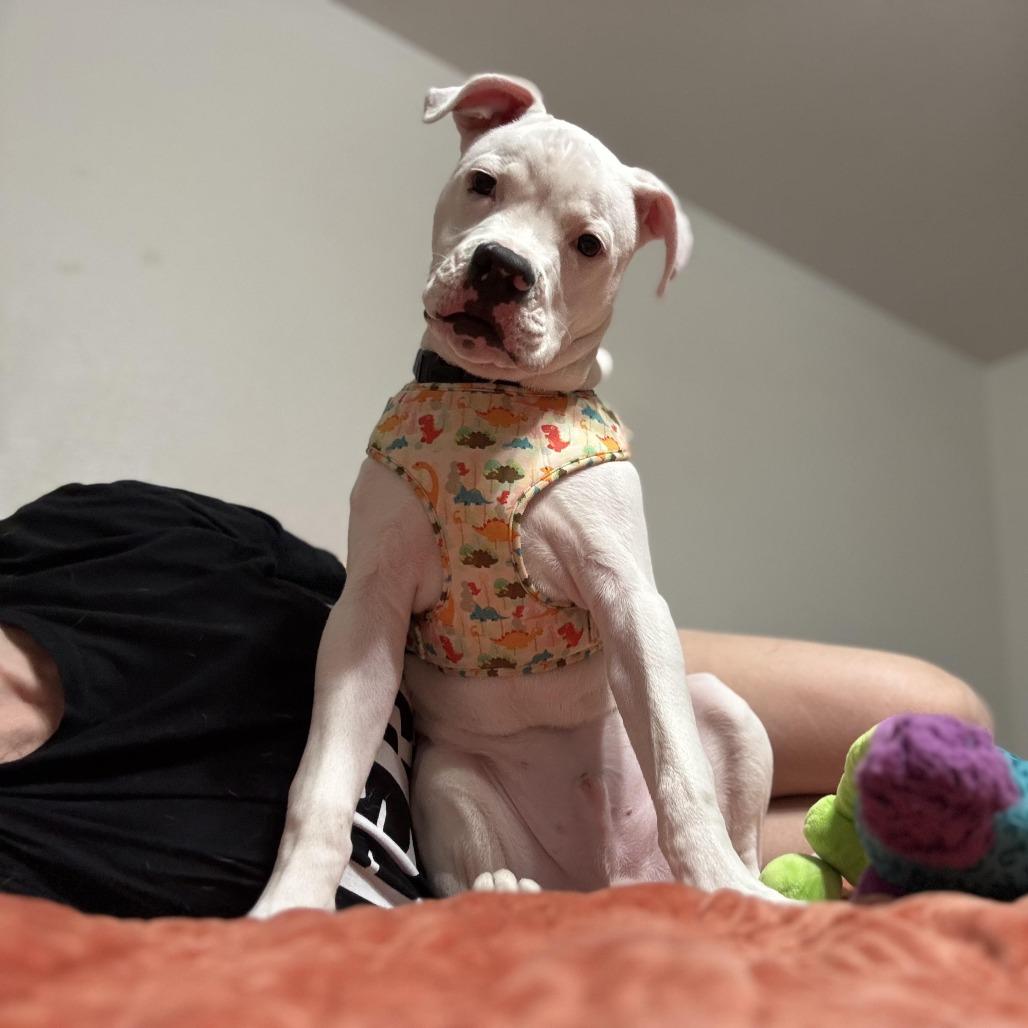Mozzarella, a Adoptable mixed breed in Denver, CO image 4/4