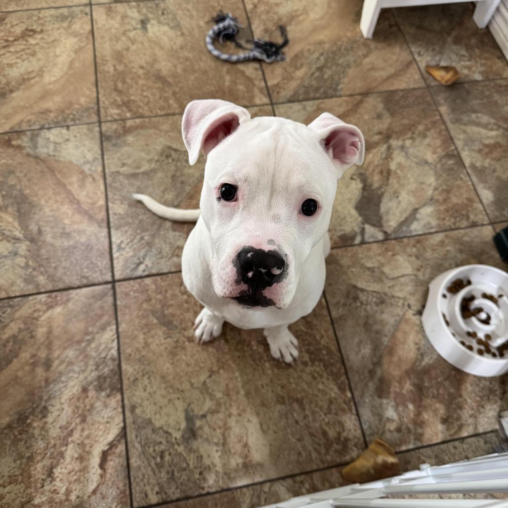 Mozzarella, Adoptable, Young Male Pit Bull Terrier & American Staffordshire Terrier.