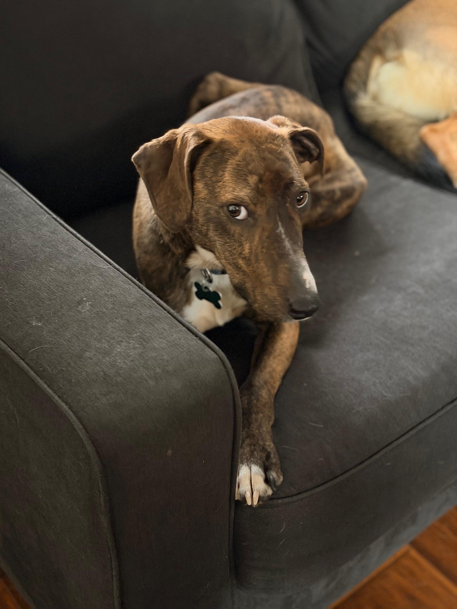 Enlarge Hazel, a ADOPTABLE mixed breed in Aurora, IL image 3/3