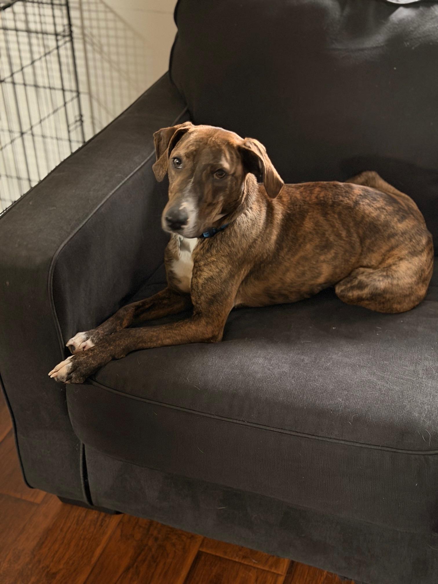 Hazel, ADOPTABLE, Adult Female Hound.