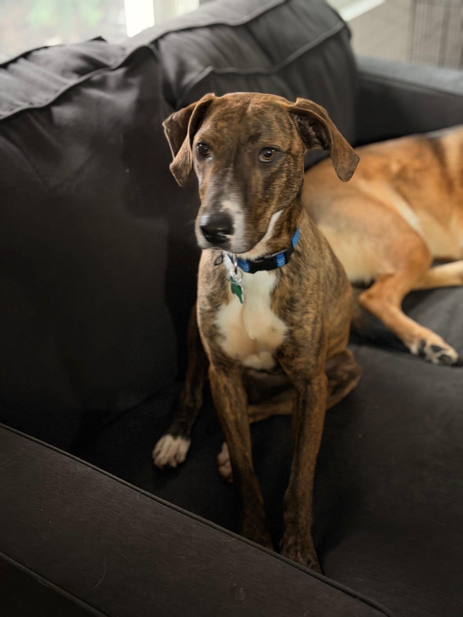 Enlarge Hazel, a ADOPTABLE mixed breed in Aurora, IL image 2/3