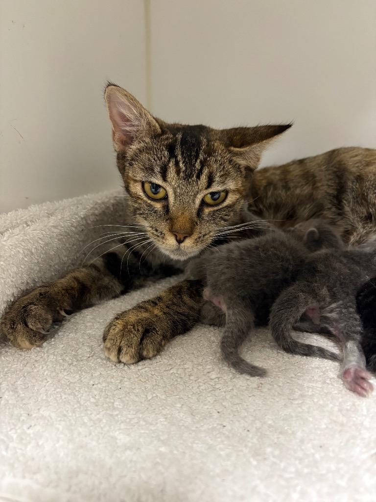 Doris, Adoptable, Adult Female Domestic Short Hair.