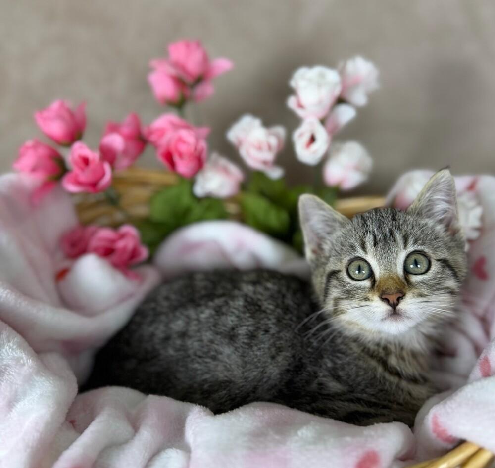 Enlarge Tadpole, a Adoptable Domestic Short Hair in Salinas, CA image 1/6