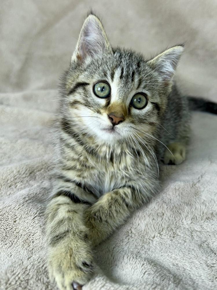 Enlarge Tadpole, a Adoptable Domestic Short Hair in Salinas, CA image 3/6