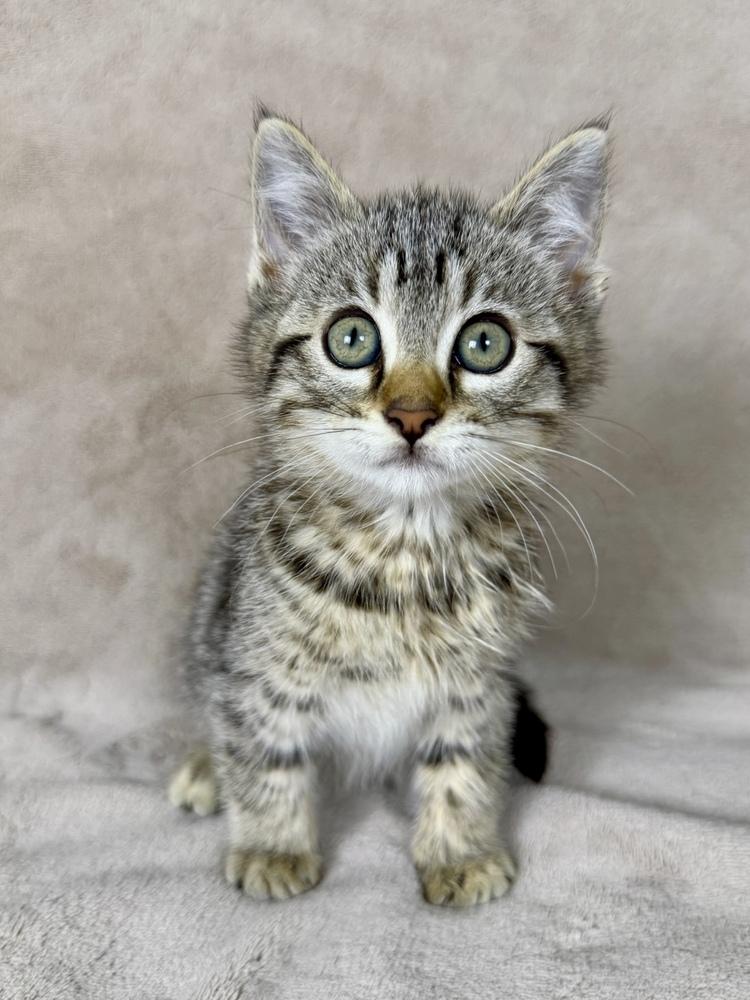 Enlarge Tadpole, a Adoptable Domestic Short Hair in Salinas, CA image 4/6