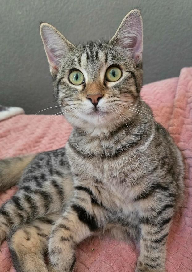 Enlarge Tadpole, a Adoptable Domestic Short Hair in Salinas, CA image 5/6
