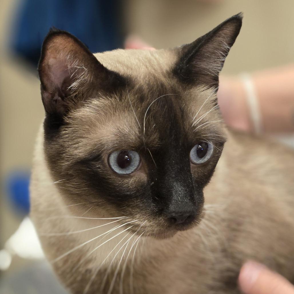 Enlarge Lil Albert, a Adoptable mixed breed in Wickenburg, AZ image 1/2