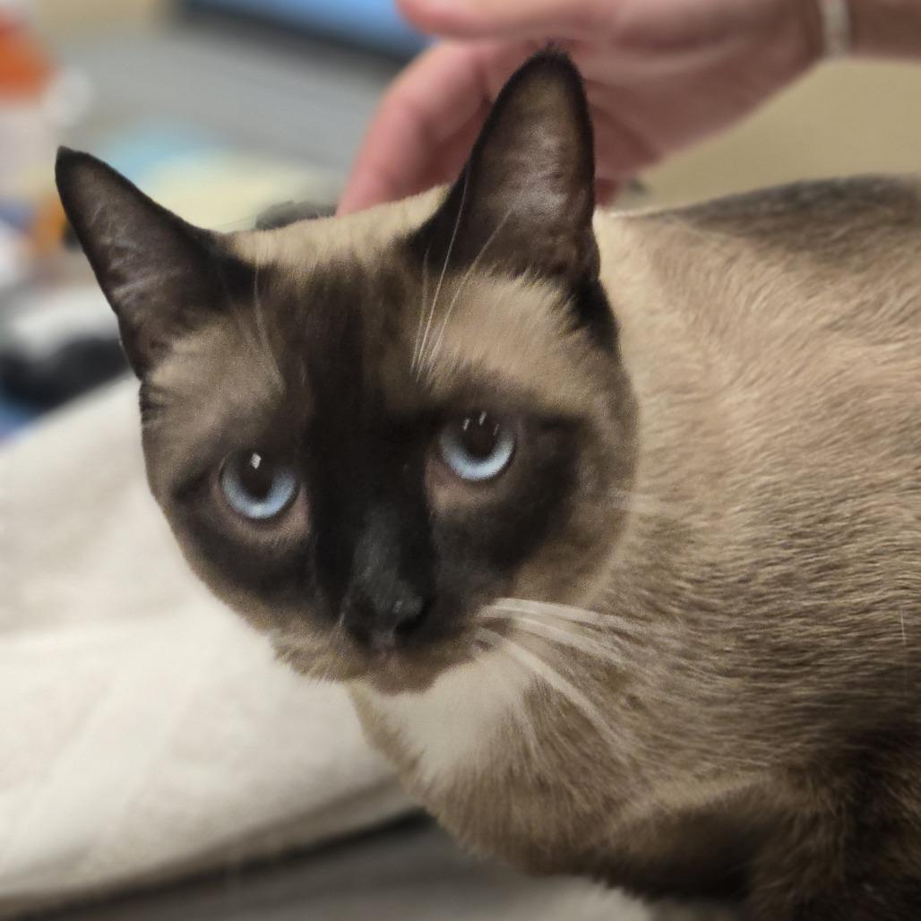 Enlarge Lil Albert, a Adoptable mixed breed in Wickenburg, AZ image 2/2