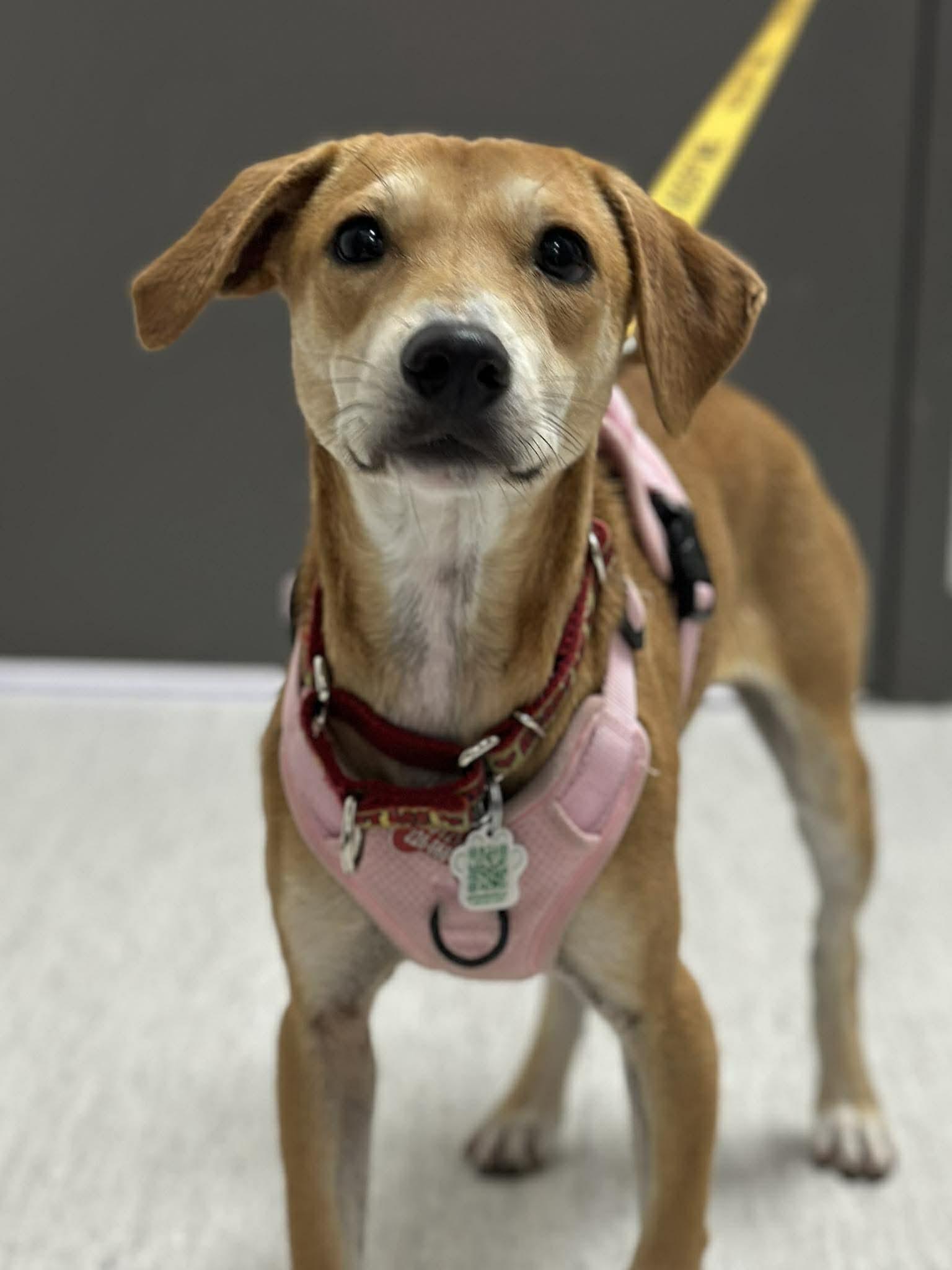 Nugget, a ADOPTABLE mixed breed in Mississauga, ON image 4/6