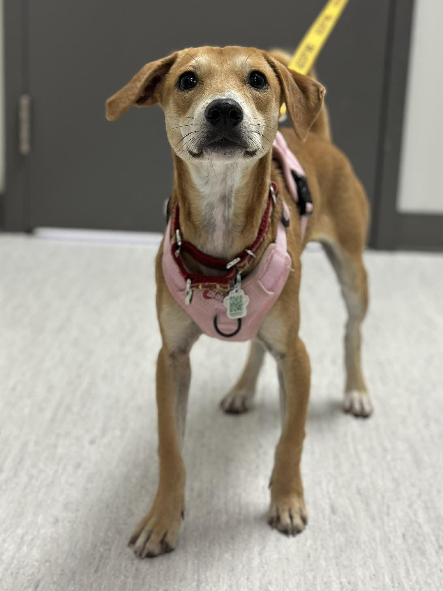 Nugget, a ADOPTABLE mixed breed in Mississauga, ON image 5/6