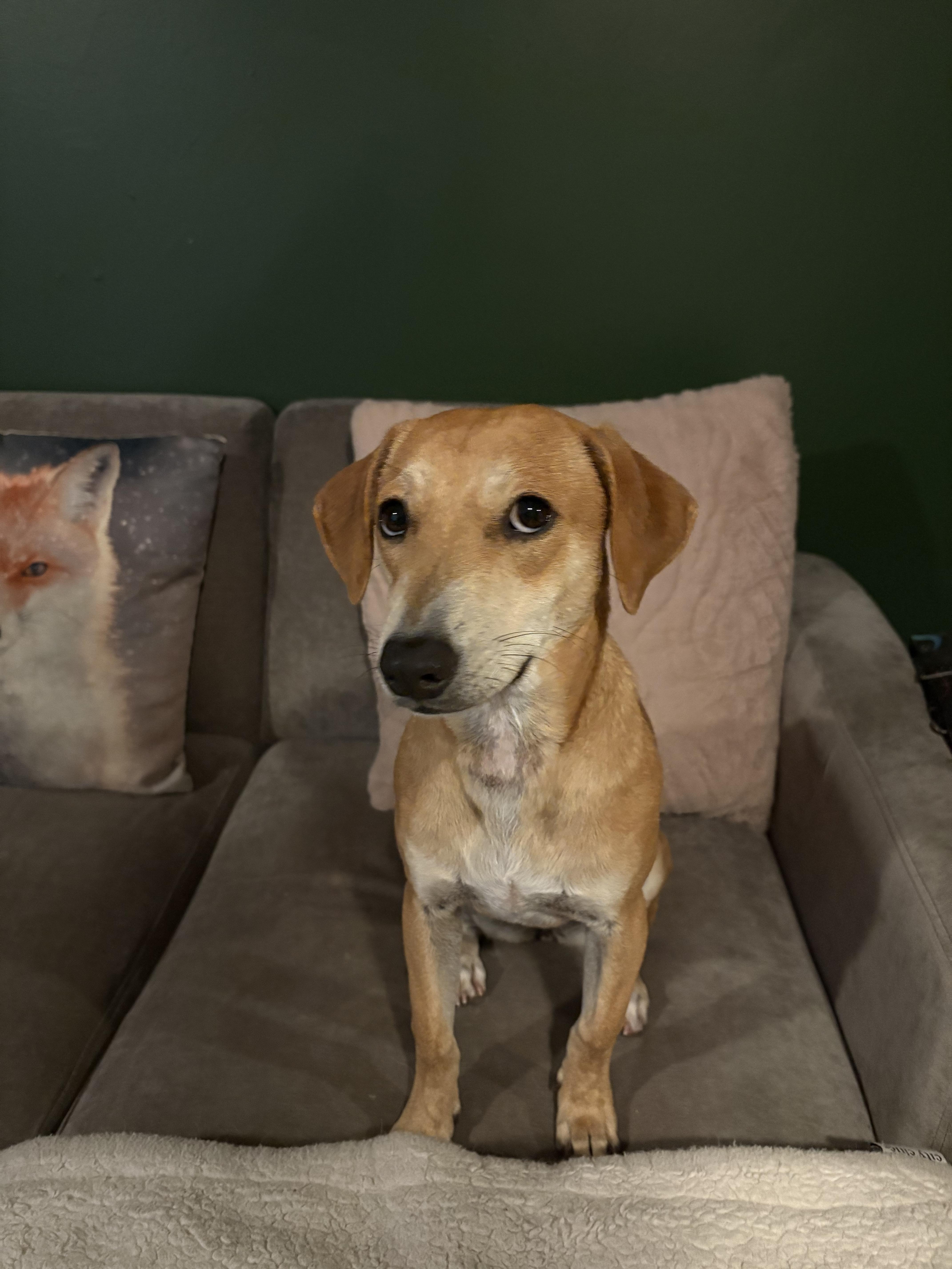 Nugget, a ADOPTABLE mixed breed in Mississauga, ON image 6/6