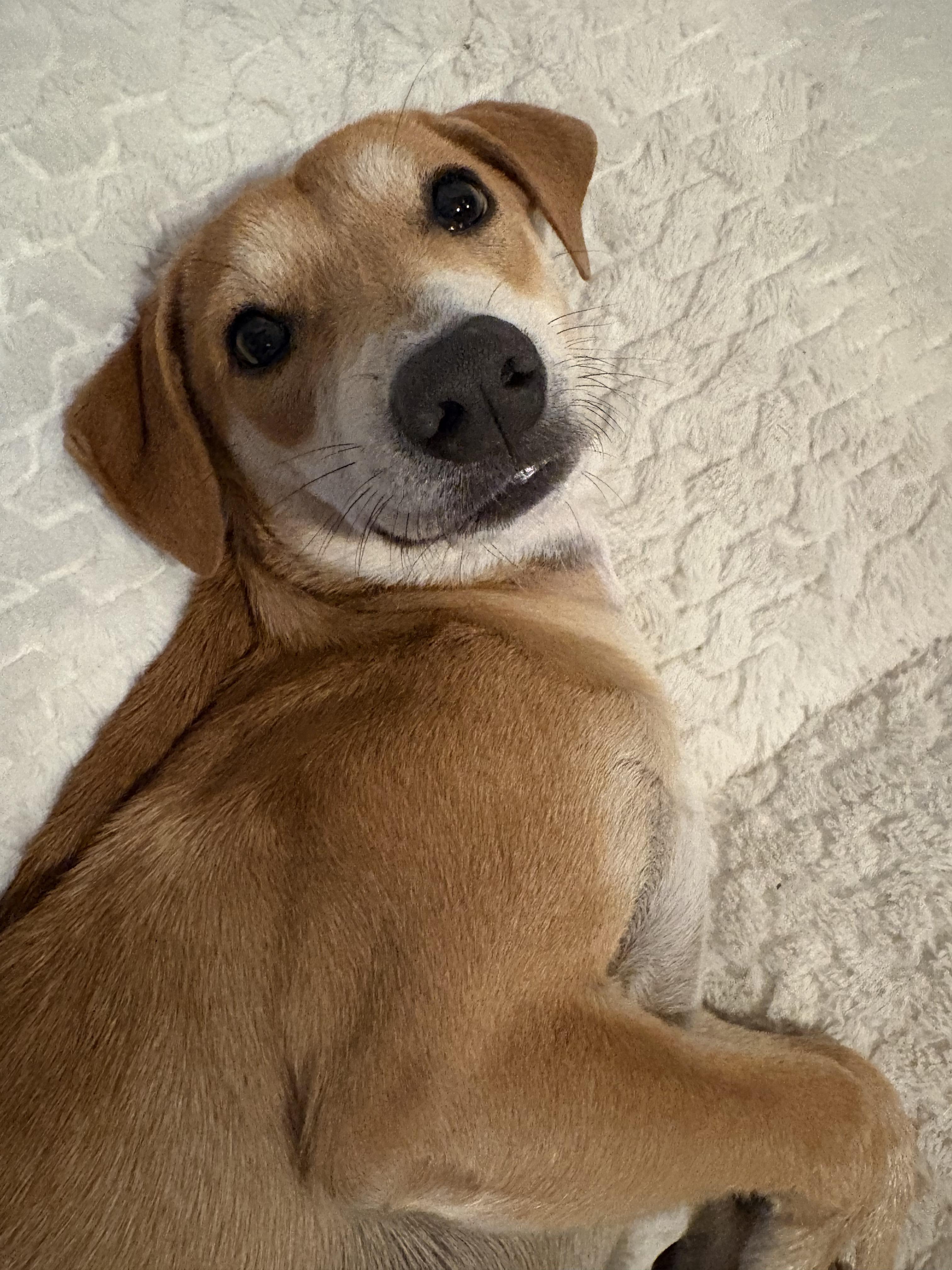 Nugget, a ADOPTABLE mixed breed in Mississauga, ON image 3/6