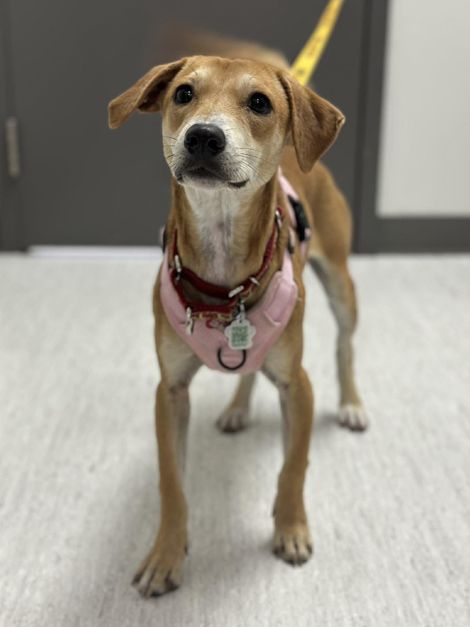 Nugget, a ADOPTABLE mixed breed in Mississauga, ON image 2/6