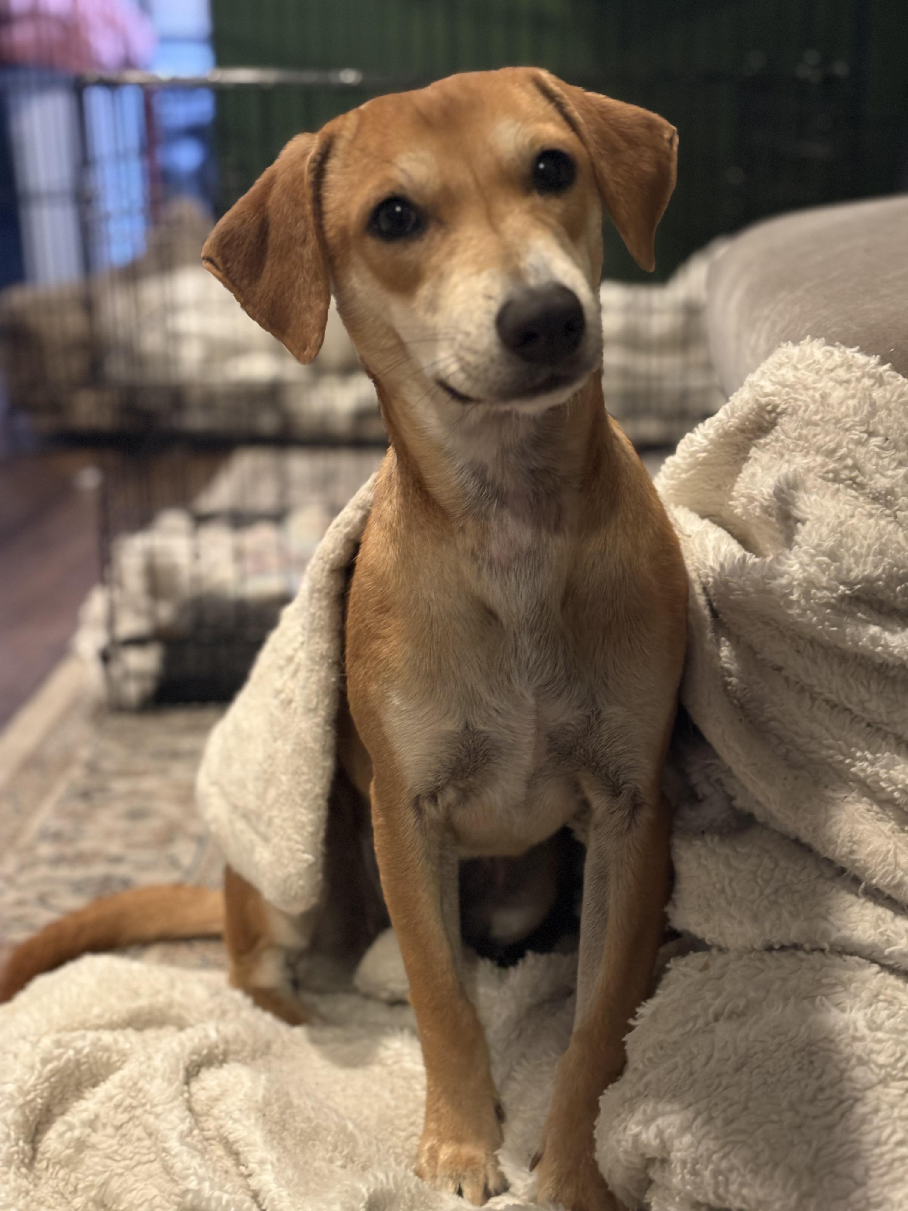 Nugget, a ADOPTABLE mixed breed in Mississauga, ON image 1/6