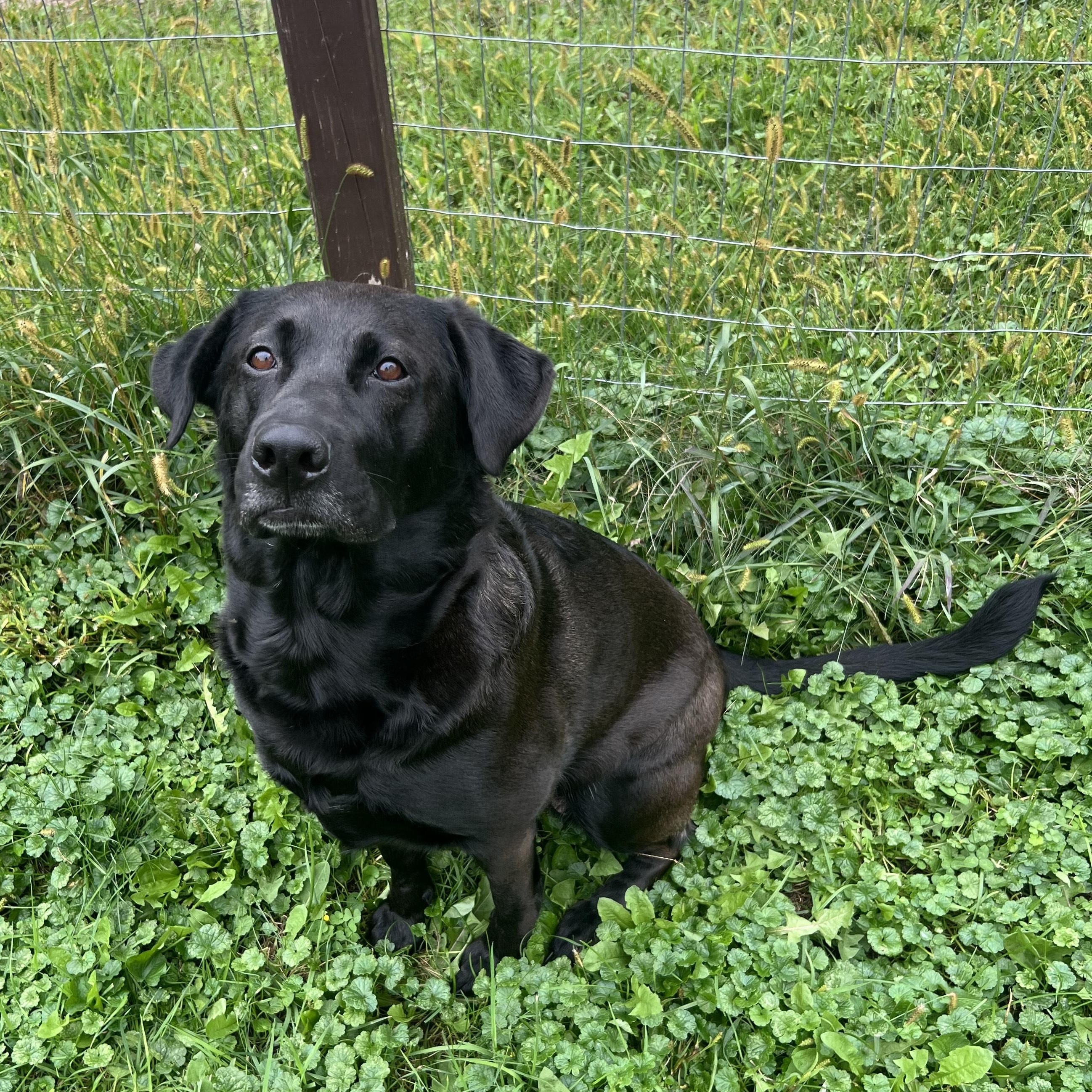 Dog for adoption Coco (COURTESY POSTING), a Labrador Retriever