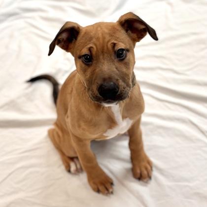 Enlarge Poppy, a Adoptable mixed breed in San Francisco, CA image 1/3